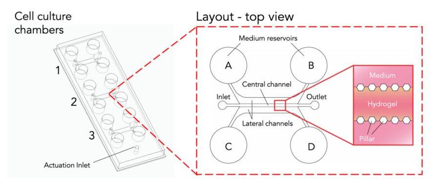 Biomimx chip